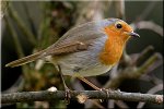 rouge gorge